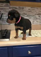 Lady, a female Rottweiler for sale in Indianapolis, IN – Photo 4 of 10