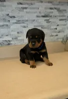 Zeus, a male Rottweiler for sale in Indianapolis, IN – 1 of 7