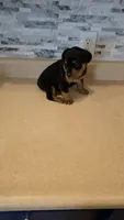Lilly, a female Rottweiler for sale in Indianapolis, IN – 4 of 7