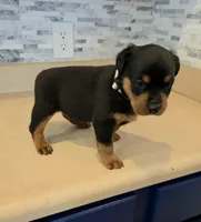 Lilly, a female Rottweiler for sale in Indianapolis, IN – 6 of 7