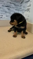 Xena, a female Rottweiler for sale in Indianapolis, IN – 2 of 5