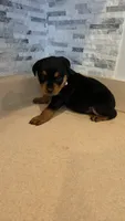 Gracey, a female Rottweiler for sale in Indianapolis, IN – 3 of 10