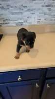*Hercules*, a male Rottweiler for sale in Indianapolis, IN – 4 of 8