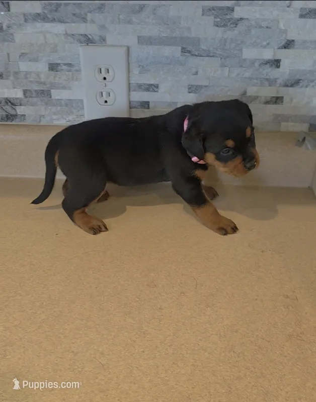 Gracey – Rottweiler puppy for sale in Indianapolis, IN