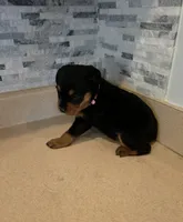 Gracey, a female Rottweiler for sale in Indianapolis, IN – 2 of 10