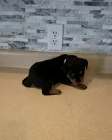 Gracey, a female Rottweiler for sale in Indianapolis, IN – 8 of 10