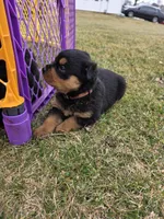 Princess, a female Rottweiler for sale in Indianapolis, IN – Photo 2 of 4