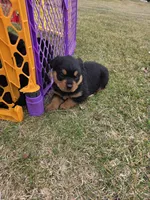 Princess, a female Rottweiler for sale in Indianapolis, IN – Photo 4 of 4