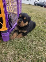 Princess, a female Rottweiler for sale in Indianapolis, IN – Photo 3 of 4