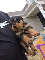 Princess, a female Rottweiler for sale in Indianapolis, IN – Photo 1 of 4
