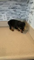 Delilah, a female Rottweiler for sale in Indianapolis, IN – 5 of 9