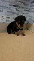 Delilah, a female Rottweiler for sale in Indianapolis, IN – 6 of 9