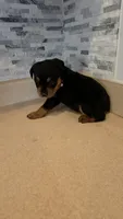 Gracey, a female Rottweiler for sale in Indianapolis, IN – 7 of 10