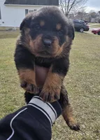 Chief, a male Rottweiler for sale in Indianapolis, IN – Photo 8 of 8