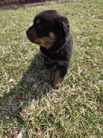 Chief, a male Rottweiler for sale in Indianapolis, IN – Photo 3 of 8
