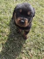Chief, a male Rottweiler for sale in Indianapolis, IN – Photo 5 of 8