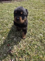Chief, a male Rottweiler for sale in Indianapolis, IN – Photo 1 of 8