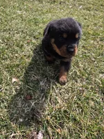 Chief, a male Rottweiler for sale in Indianapolis, IN – Photo 4 of 8