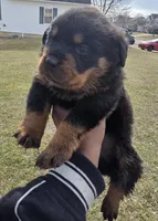 Chief, a male Rottweiler for sale in Indianapolis, IN – Photo 6 of 8