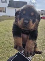 Chief, a male Rottweiler for sale in Indianapolis, IN – Photo 7 of 8