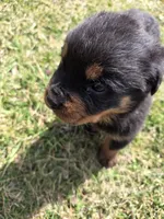 Chief, a male Rottweiler for sale in Indianapolis, IN – Photo 2 of 8