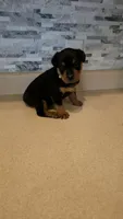 Lilly, a female Rottweiler for sale in Indianapolis, IN – 2 of 7