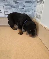Zeus, a male Rottweiler for sale in Indianapolis, IN – 7 of 7
