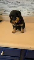 Sasha, a female Rottweiler for sale in Indianapolis, IN – 2 of 9