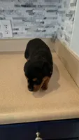 Delilah, a female Rottweiler for sale in Indianapolis, IN – 9 of 9