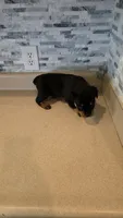 *Hercules*, a male Rottweiler for sale in Indianapolis, IN – 6 of 8