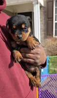 Star, a female Rottweiler for sale in Indianapolis, IN – Photo 6 of 9