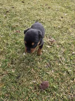 Star, a female Rottweiler for sale in Indianapolis, IN – Photo 2 of 9