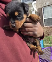 Star, a female Rottweiler for sale in Indianapolis, IN – Photo 8 of 9