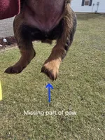 Star, a female Rottweiler for sale in Indianapolis, IN – Photo 4 of 9