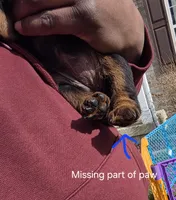 Star, a female Rottweiler for sale in Indianapolis, IN – Photo 3 of 9