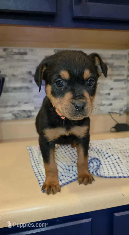 Star – Rottweiler puppy for sale in Indianapolis, IN