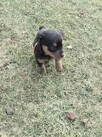 Star, a female Rottweiler for sale in Indianapolis, IN – Photo 1 of 9