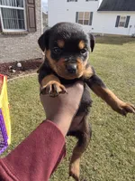 Star, a female Rottweiler for sale in Indianapolis, IN – Photo 5 of 9