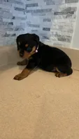 Gracey, a female Rottweiler for sale in Indianapolis, IN – 4 of 10