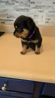 Sasha, a female Rottweiler for sale in Indianapolis, IN – 4 of 9