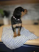 Bella, a female Rottweiler for sale in Indianapolis, IN – Photo 9 of 9