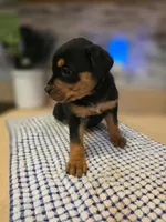 Bella, a female Rottweiler for sale in Indianapolis, IN – Photo 5 of 9