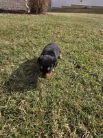 Bella, a female Rottweiler for sale in Indianapolis, IN – Photo 9 of 9