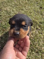 Bella, a female Rottweiler for sale in Indianapolis, IN – Photo 4 of 9