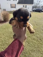 Bella, a female Rottweiler for sale in Indianapolis, IN – Photo 8 of 9