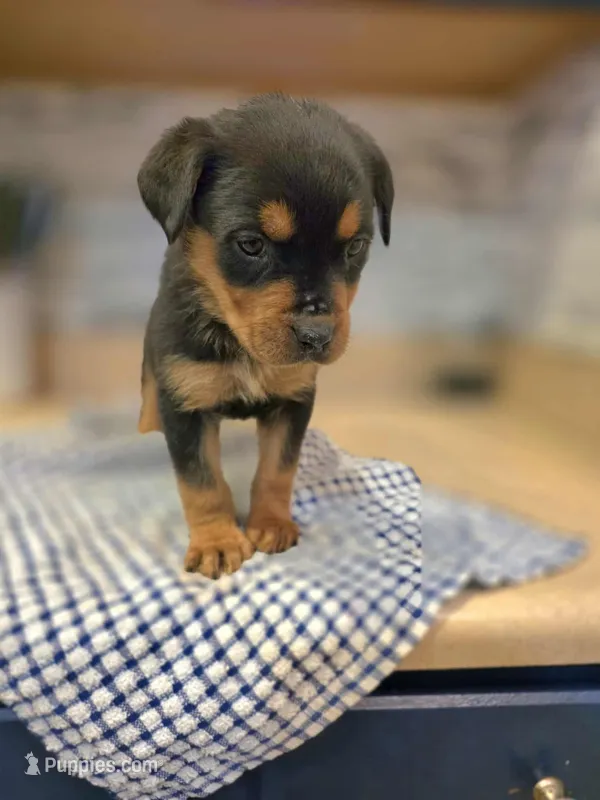 Bella – Rottweiler puppy for sale in Indianapolis, IN