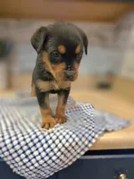 Bella, a female Rottweiler for sale in Indianapolis, IN – Photo 1 of 9