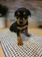 Bella, a female Rottweiler for sale in Indianapolis, IN – Photo 4 of 9
