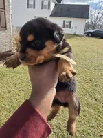 Bella, a female Rottweiler for sale in Indianapolis, IN – Photo 7 of 9
