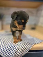 Bella, a female Rottweiler for sale in Indianapolis, IN – Photo 2 of 9